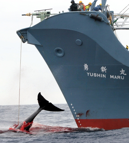 Australia takes Japan to court to stop whaling hunts.